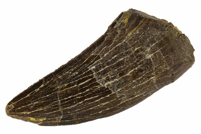 Serrated, Tyrannosaur Tooth - Montana #114015